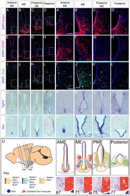 Loss of Function of the Neural Cell Adhesion Molecule NrCAM Regulates Differentiation, Proliferation and Neurogenesis in Early Postnatal Hypothalamic Tanycytes